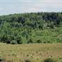 Dixie Mountain Road Tree Farm