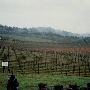 Bethel Heights Winery