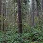Silver Falls State Park