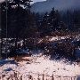 Jaz Ranch