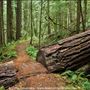 Brice Creek Trail