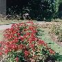 Owen Memorial Rose Gardens