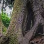 Cathedral Tree Trail