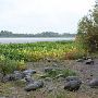 Sauvie Island - Oak Isle - Sturgeon Lake