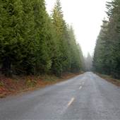 Wildcat Mt. Road-NFR 36