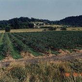Springhill Blueberry Farm