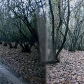 Dorris Ranch Filbert Orchard