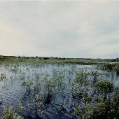 Coos Bay Swampy Beach