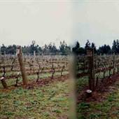 Elton Vineyards - Salem