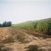 Corn field - Forest Grove