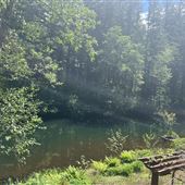 Secret Forest (Stevenson, Washington)