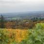 Dundee Wine Country
