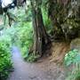 Silver Falls State Park