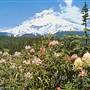 Mount Hood
