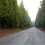 Wildcat Mt. Road-NFR 36