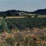 Springhill Blueberry Farm
