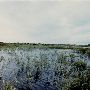 Coos Bay Swampy Beach