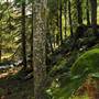 Old Salmon River Trail
