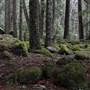 Paradise Park Trail