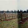 Elton Vineyards - Salem