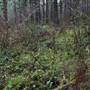 Silver Falls State Park