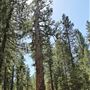 La Pine State Park: Big Pine