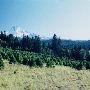Elett Tree Farm