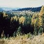Lake County Forests