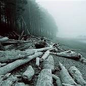 Driftwood Beach