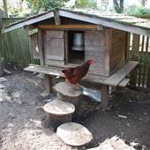 Chicken coop house