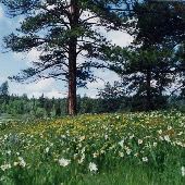 Ochoco National Forest
