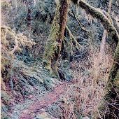 Pawn Old Growth Trail