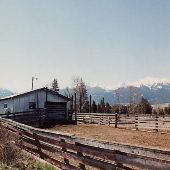 Wayne Cook Stockyards