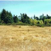 Christmas Hill Woods