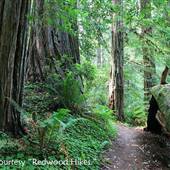 Siskiyou Redwood Nature Trail