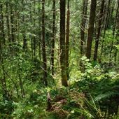 Tillamook State Forest