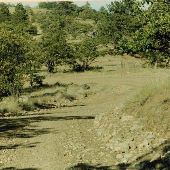 Dirt Road Off Japanese Hollow Road