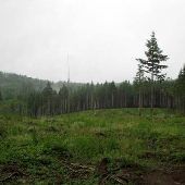 Clear Cut - Elwood Road