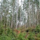 Clatsop State Forest