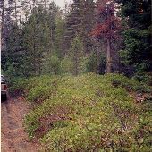 McKenzie Pass Forest