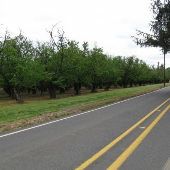 NW Vadis Rd. Hazelnut orchard