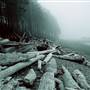 Driftwood Beach