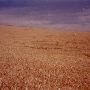 Tim Melville Ranch