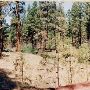 Metolius River