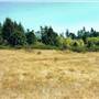 Christmas Hill Woods