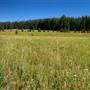 Brooks Meadow