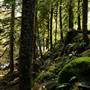 Old Salmon River Trail