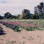 Lone Pine Farm