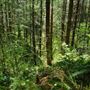 Tillamook State Forest