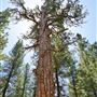 La Pine State Park: Big Pine